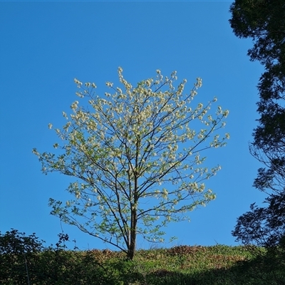 Robinia pseudoacacia (Black Locust) at Garran, ACT - 5 Nov 2024 by Mike