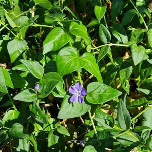 Vinca major at O'Malley, ACT - 6 Nov 2024 09:38 AM