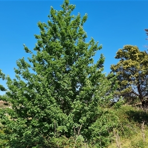 Quercus robur at O'Malley, ACT - 6 Nov 2024