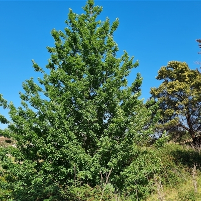 Quercus robur (English Oak) at O'Malley, ACT - 6 Nov 2024 by Mike