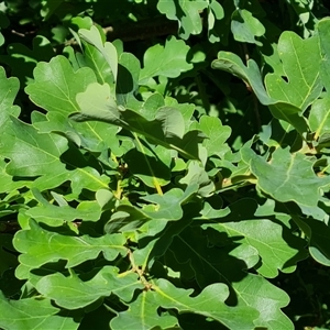 Quercus robur at O'Malley, ACT - 6 Nov 2024