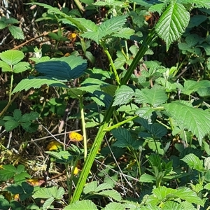 Rubus fruticosus species aggregate at O'Malley, ACT - 6 Nov 2024 09:40 AM