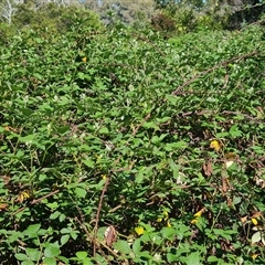 Rubus fruticosus species aggregate at O'Malley, ACT - 6 Nov 2024 09:40 AM