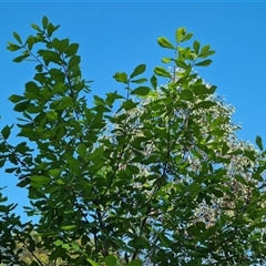 Quercus sp. (Oak) at Garran, ACT - 6 Nov 2024 by Mike