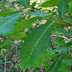 Quercus sp. at Garran, ACT - 6 Nov 2024 09:50 AM