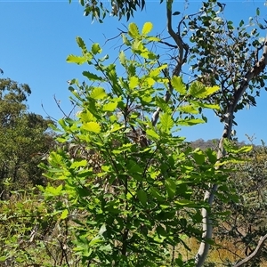 Quercus sp. at Garran, ACT - 6 Nov 2024 09:50 AM