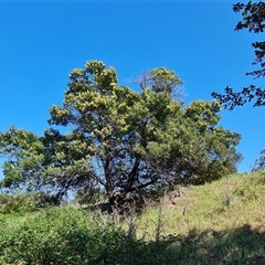 Acacia mearnsii (Black Wattle) at Garran, ACT - 5 Nov 2024 by Mike