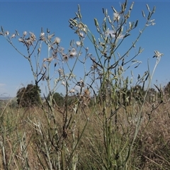 Senecio quadridentatus (Cotton Fireweed) at Barton, ACT - 3 Nov 2024 by MichaelBedingfield