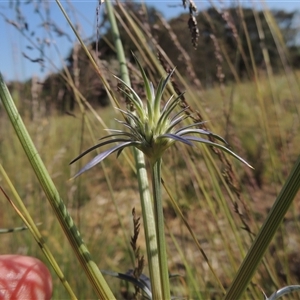 Eryngium ovinum at Barton, ACT - 3 Nov 2024