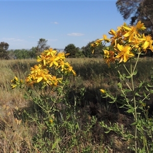 Hypericum perforatum at Barton, ACT - 3 Nov 2024