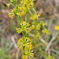 Pimelea curviflora var. sericea (Curved Riceflower) at Whitlam, ACT - 5 Nov 2024 by sangio7