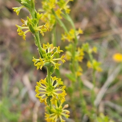Pimelea curviflora var. sericea (Curved Riceflower) at Whitlam, ACT - 5 Nov 2024 by sangio7
