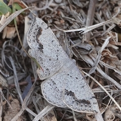 Taxeotis intextata (Looper Moth, Grey Taxeotis) at Hall, ACT - 5 Nov 2024 by Anna123