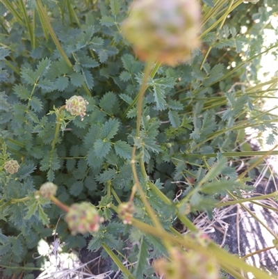 Sanguisorba minor (Salad Burnet, Sheep's Burnet) at Evatt, ACT - 25 Oct 2024 by rbannister