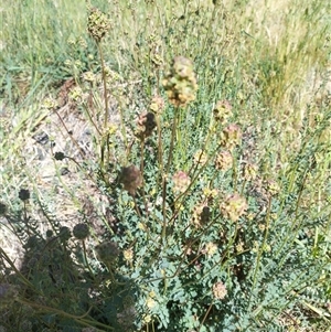 Sanguisorba minor at Evatt, ACT - 26 Oct 2024