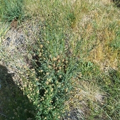 Sanguisorba minor at Evatt, ACT - 26 Oct 2024