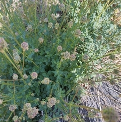 Sanguisorba minor at Evatt, ACT - 26 Oct 2024