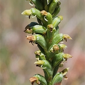 Microtis sp. at Whitlam, ACT - 5 Nov 2024