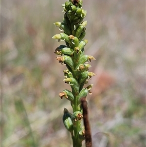 Microtis sp. at Whitlam, ACT - suppressed