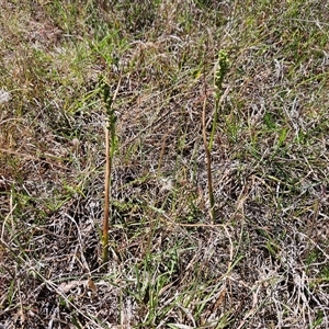 Microtis sp. at Whitlam, ACT - suppressed