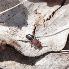 Mutillidae (family) (Unidentified Mutillid wasp or velvet ant) at Hall, ACT - 5 Nov 2024 by Anna123