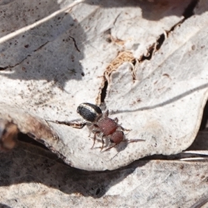 Mutillidae (family) at Hall, ACT - 6 Nov 2024