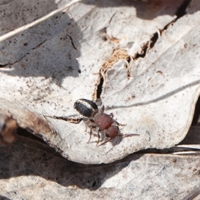 Mutillidae (family) (Unidentified Mutillid wasp or velvet ant) at Hall, ACT - 5 Nov 2024 by Anna123