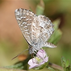 Theclinesthes serpentata (Saltbush Blue) at Hall, ACT - 5 Nov 2024 by Anna123