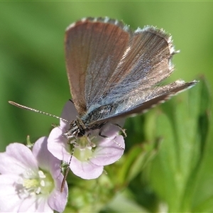 Theclinesthes serpentata at Hall, ACT - 6 Nov 2024 10:54 AM