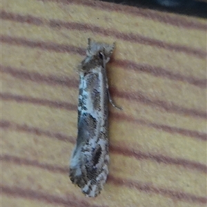 Moerarchis inconcisella at Hall, ACT - 6 Nov 2024 11:48 AM