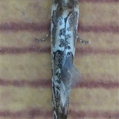 Moerarchis inconcisella at Hall, ACT - 6 Nov 2024 11:48 AM