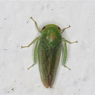 Batracomorphus sp. (genus) (An Iassinae leafhopper) at Melba, ACT - 3 Nov 2024 by kasiaaus