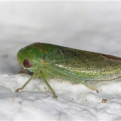 Batracomorphus sp. (genus) at Melba, ACT - 3 Nov 2024