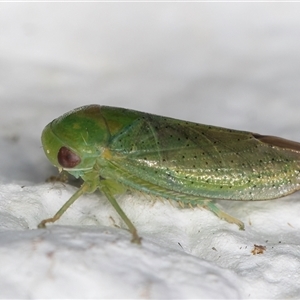 Batracomorphus sp. (genus) at Melba, ACT - 3 Nov 2024