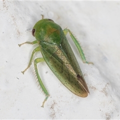 Batracomorphus sp. (genus) at Melba, ACT - 3 Nov 2024