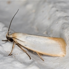 Xylorycta assimilis (A Xyloryctid moth) at Melba, ACT - 3 Nov 2024 by kasiaaus