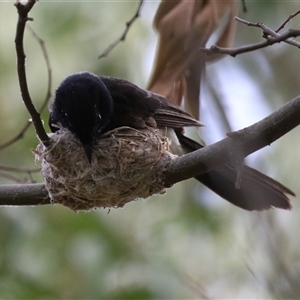 Rhipidura leucophrys at Fyshwick, ACT - 5 Nov 2024 11:50 AM