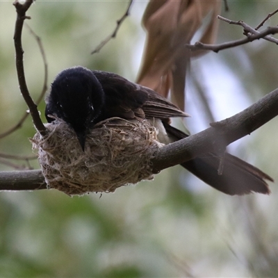 Rhipidura leucophrys (Willie Wagtail) at Fyshwick, ACT - 5 Nov 2024 by RodDeb