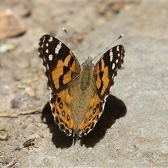 Vanessa kershawi (Australian Painted Lady) at Fyshwick, ACT - 5 Nov 2024 by RodDeb