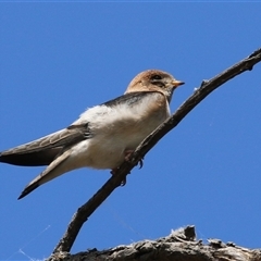 Petrochelidon ariel (Fairy Martin) at Fyshwick, ACT - 5 Nov 2024 by RodDeb