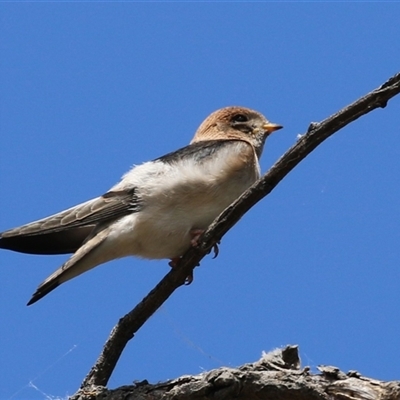 Petrochelidon ariel (Fairy Martin) at Fyshwick, ACT - 5 Nov 2024 by RodDeb