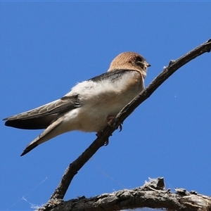 Petrochelidon ariel at Fyshwick, ACT - 5 Nov 2024