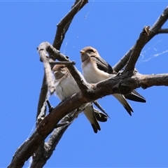 Petrochelidon ariel at Fyshwick, ACT - 5 Nov 2024