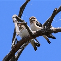 Petrochelidon ariel at Fyshwick, ACT - 5 Nov 2024