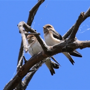 Petrochelidon ariel at Fyshwick, ACT - 5 Nov 2024