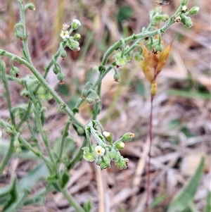 Hackelia suaveolens at Whitlam, ACT - 5 Nov 2024