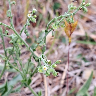 Hackelia suaveolens (Sweet Hounds Tongue) at Whitlam, ACT - 5 Nov 2024 by sangio7