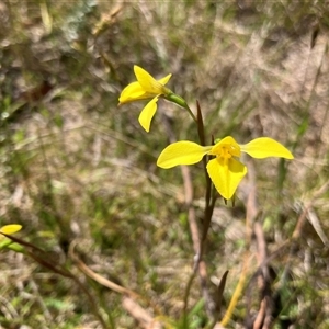 Diuris monticola at Palerang, NSW - 6 Nov 2024