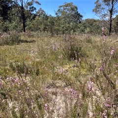 Diuris monticola at Palerang, NSW - 6 Nov 2024