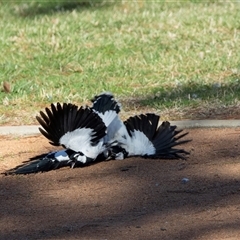 Grallina cyanoleuca at Kingston, ACT - 29 Aug 2024